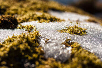 moss in the sping