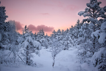 pink sunset in the winter