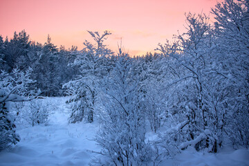 pink sunset in the winter