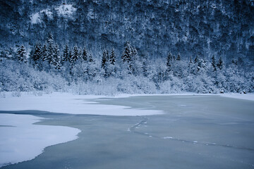 forrest  behind a icy lake