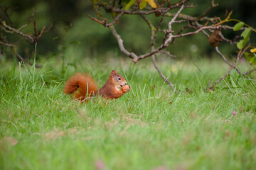Cute red squirrel sitting in the grass and holding a walnut