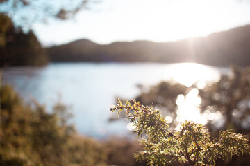 bokeh nature and the spring