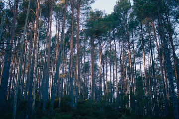 sunset between trees in the forest