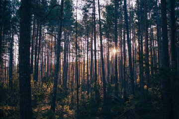 sunset between trees in the forest
