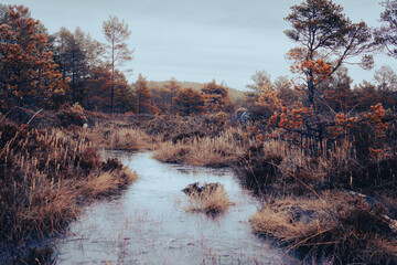 misty river in the spring