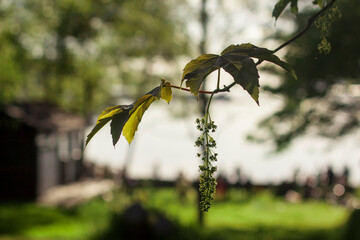 closeup of leaf in the summer