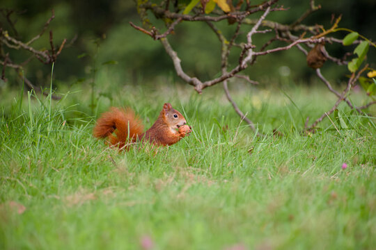 Cute red squirrel sitting in the grass and holding a walnut