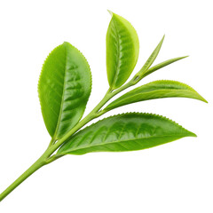 Fresh green tea leaves on a stem detailed close-up macro photography natural beauty transparent background