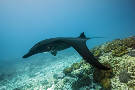 Big manta fish o the blue background