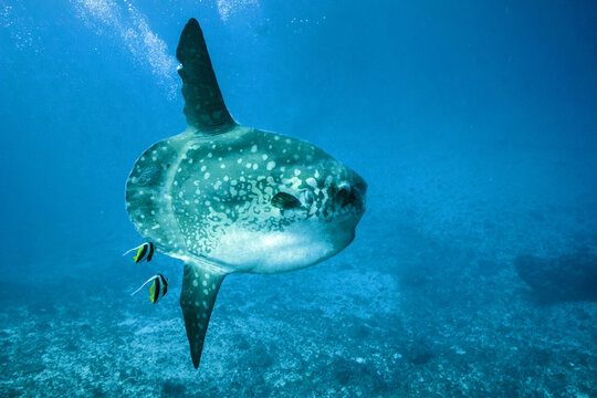 Bali Crystal bay - diving with mola mola fish
