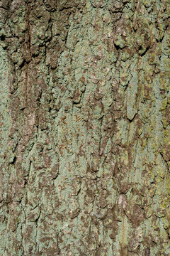 Stiel-Eiche, Quercus robur, Baumrinde mit Flechten, Hintergrund