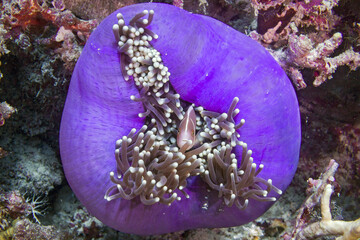 Orange skunk clownfish fish on the soft coral reef
