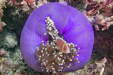 Orange skunk clownfish fish on the soft coral reef