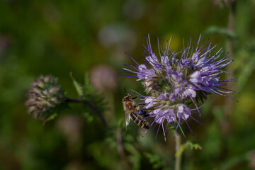 bee collecting pollen on purple flower