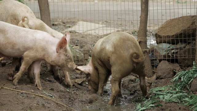 Observing the Intriguing Pig Behavior in a Fenced Enclosure