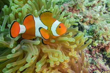 Orynge Anemone fish on the soft coral reef