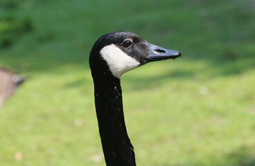 Kanadagans - Canada goose