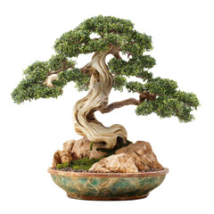 A large green tree in a small pot