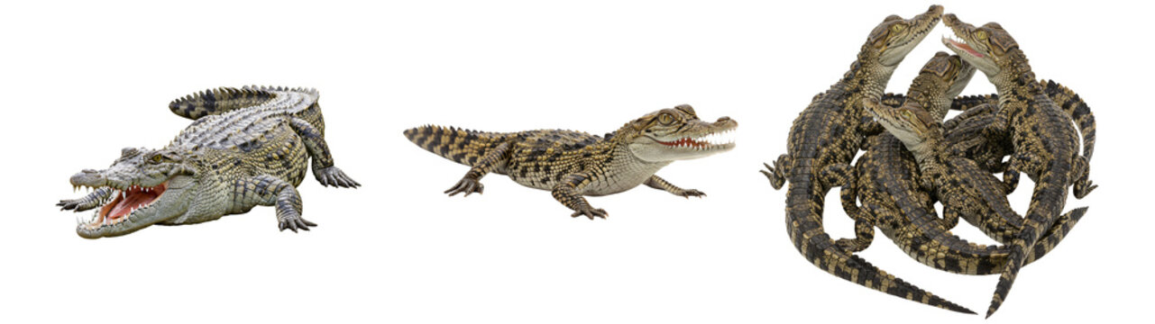 Menacing crocodile family portrait, ferocious alligator reptiles wildlife biodiversity conservation