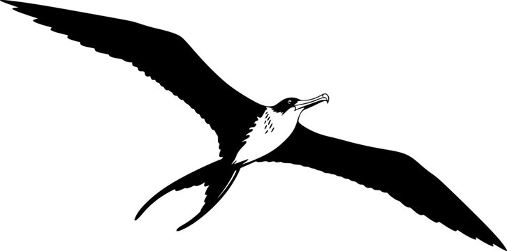 Great frigate svg, Great frigate silhouette, Frigate bird svg, Magnificent frigate bird svg, Frigate bird silhouette, Great frigate bird clipart