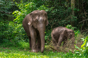Fototapeta premium Its body is gray, its snout is called the trunk. The trunk of the Asian elephant has only one beak. Nakhon Ratchasima, Thailand. 