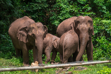 Fototapeta premium Its body is gray, its snout is called the trunk. The trunk of the Asian elephant has only one beak. Nakhon Ratchasima, Thailand. 