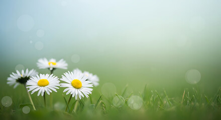 Vibrant white daisies blooming in a sunlit green meadow with soft bokeh, symbolizing fresh growth and natural beauty