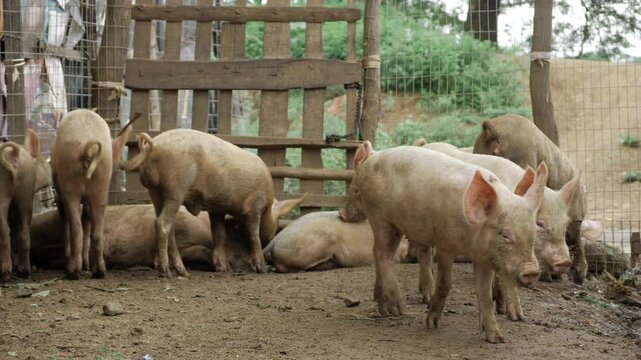Unveiling the World of Dirt-Covered Pigs - A Captivating Journey into Farm Life