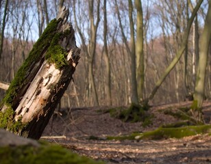 Decayed tree stump in a winter forest