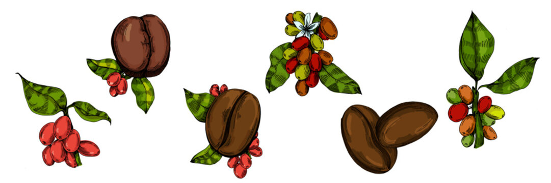 Coffee beans illustration, roasted and raw coffee beans vector, fresh aromatic coffee, hand drawn botanical clipart for invitations, posters, banners and designs