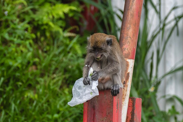 Monkeys eating plastic bags, mistaking them for food