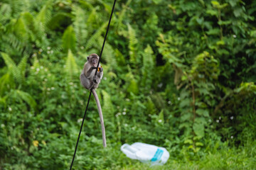 Monkeys eating garbage bags, mistaking them for food
