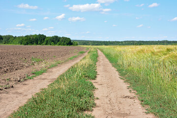 Obraz premium Dirt road through field, agriculture and nature landscape