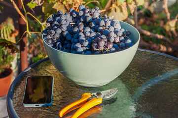 Freshly harvested grapes in a bowl on a glass table
