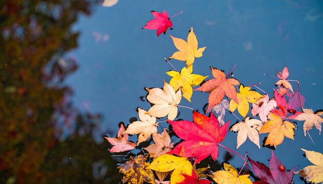 Colorful autumn leaves on water (1)