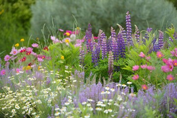 Lavender flower field in bloom with purple blossoms and natural meadow background
