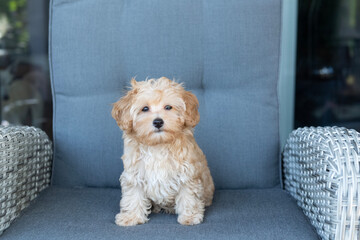 Maltipoo Welpe sitzt auf einem Sessel auf der Terrasse