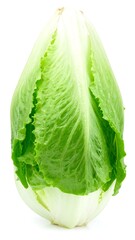 Fresh, crisp romaine lettuce head