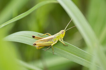 Grasshopper perched on a blade of grass, captured in close-up. A detailed macro shot highlighting its green body, jumping legs, and natural grassy habitat.