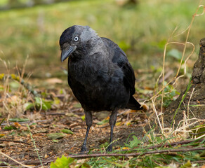 Close-up of a raven with detailed feathers and a sharp gaze. A striking, high-contrast portrait of a wild bird in natural light.
