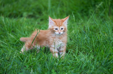 Rot getigertes Maine Coon Kätzchen im Gras