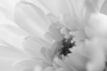 close up of white flower