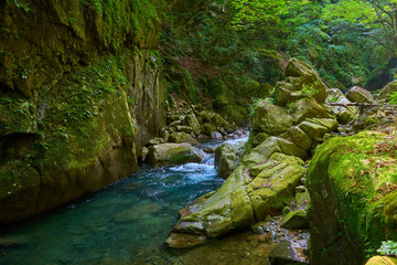 夏の山梨県山梨市 西沢渓谷の奇岩(カエル岩)