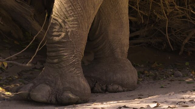 Close-up of the unusually large feet of a desert elephant as they walk slowly through the sand. Bushes in background.