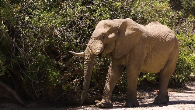 An old desert elephant bull stands in front of a dense bush. With his unusually large feet, he takes two steps forward and shakes his head. Then he raises his trunk to feed.