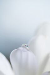 Close up of white flower as background