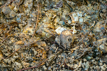 Dead fish in decomposition on the lakeshore