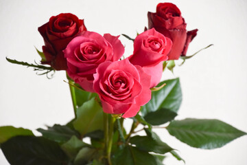 赤とピンクのばら