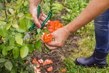 Female farmer with a pruner shears the rose bush.