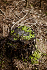 Closeup of old tree stump covered with green moss in wild forest.